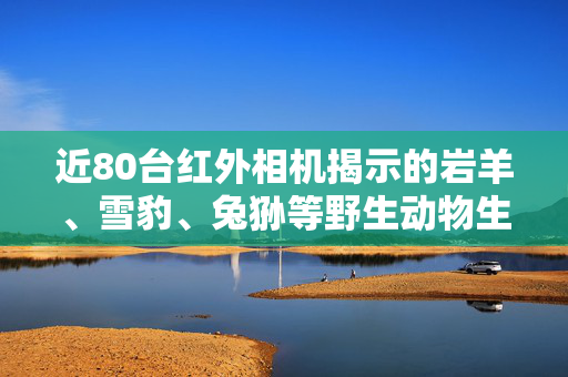 近80台红外相机揭示的岩羊、雪豹、兔狲等野生动物生态观察之旅