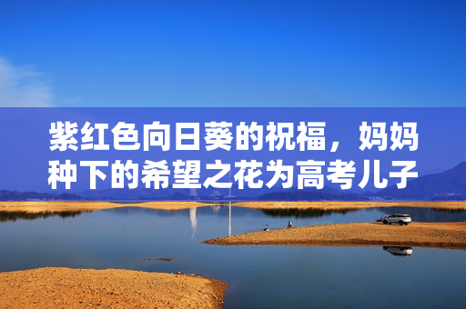 紫红色向日葵的祝福，妈妈种下的希望之花为高考儿子加油