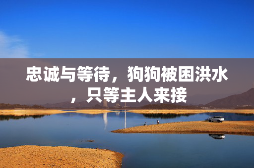 忠诚与等待，狗狗被困洪水，只等主人来接