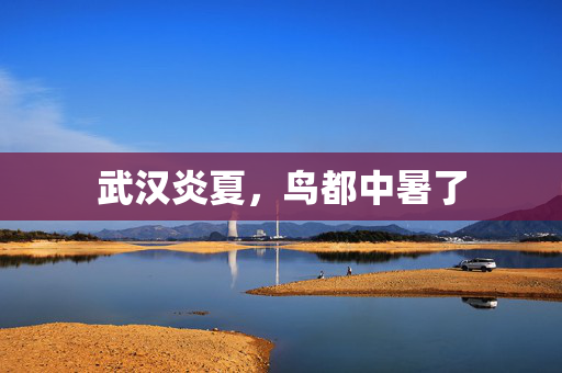 武汉炎夏，鸟都中暑了