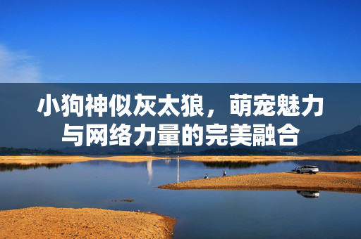 小狗神似灰太狼，萌宠魅力与网络力量的完美融合