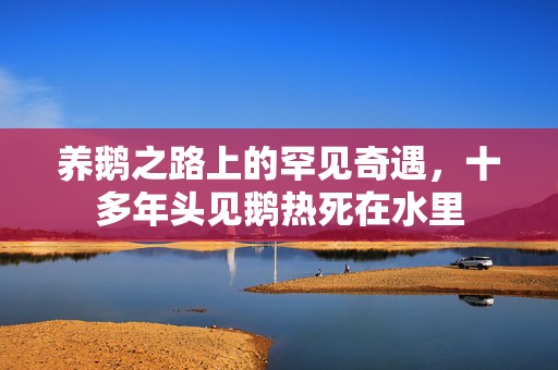 养鹅之路上的罕见奇遇，十多年头见鹅热死在水里