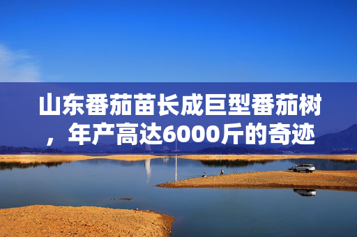 山东番茄苗长成巨型番茄树，年产高达6000斤的奇迹故事
