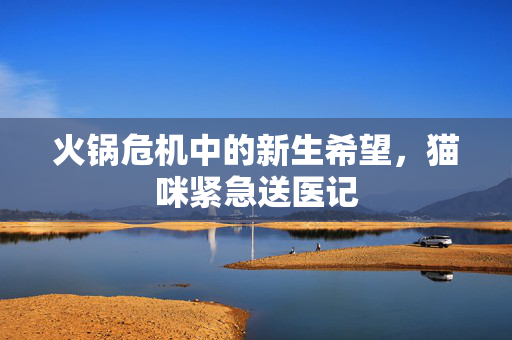 火锅危机中的新生希望，猫咪紧急送医记